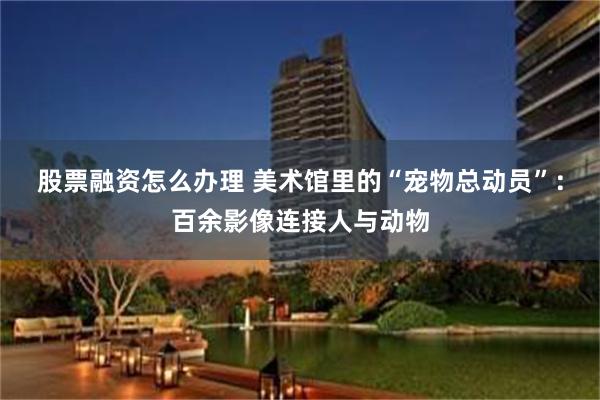 股票融资怎么办理 美术馆里的“宠物总动员”：百余影像连接人与动物