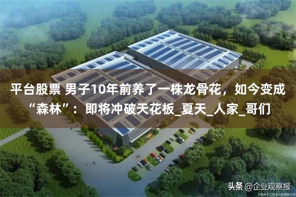 平台股票 男子10年前养了一株龙骨花，如今变成“森林”：即将冲破天花板_夏天_人家_哥们